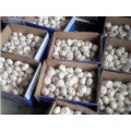 Fresh White White Garlic 5.5 Cm en 10 Kg / Carton para el Mercado de Brasil